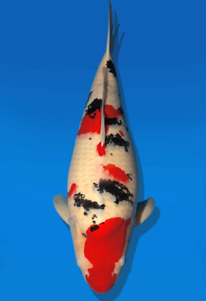Koi Auktion Dainichi Sanke Nisai Mr.Big male 56cm T13-2588