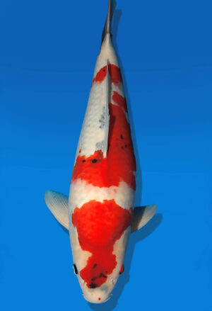Koi Auktion Dainichi Showa Nisai Monroe female 60cm T13-2575