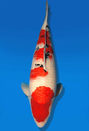 Koi Auktion Dainichi Sanke Nisai Mr.Big female 57cm T13-2576