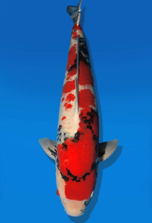 Koi Auktion Dainichi Showa Nisai BlackMonroe male 65cm T13-2577