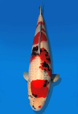 Koi Auktion Dainichi Showa Nisai WhiteMonroe female 58cm T13-2578