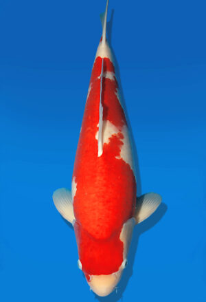 Koi Auktion Dainichi Kohaku Nisai SuperRikidozan male 57cm T13-2579