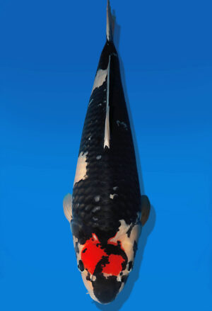 Koi Auktion Dainichi Showa Nisai BlackMonroe male 60cm T13-2589