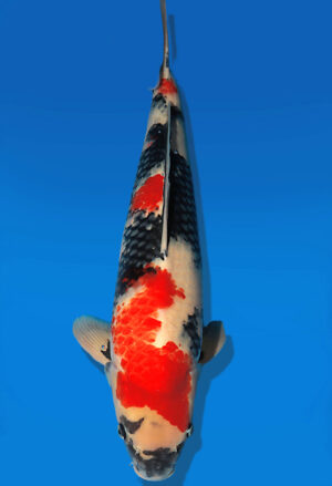 Koi Auktion Dainichi Showa Nisai NewMonroe male 62cm T13-2590