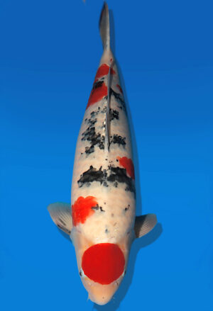 Koi Auktion Dainichi Sanke Nisai Mr.Big female 60cm T13-2591