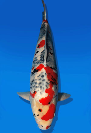 Koi Auktion Dainichi Showa Nisai MonaLisa male 61cm T13-2592