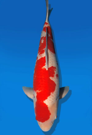 Koi Auktion Dainichi Kohaku Nisai SuperRikidozan male 65cm T03-2593