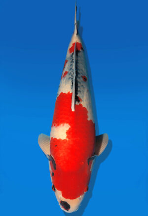 Koi Auktion Dainichi Showa Nisai MonaLisa male 58cm T13-2594
