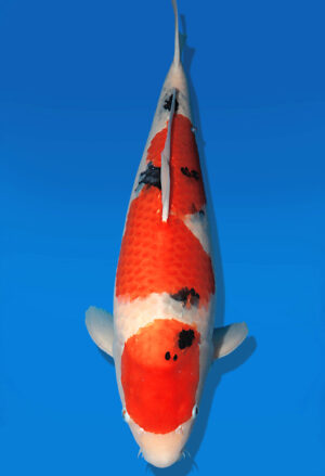 Koi Auktion Dainichi Sanke Nisai Mr.Big female 60cm T13-2595