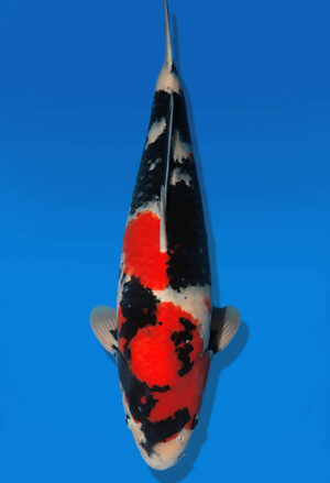 Koi Auktion Dainichi Showa Nisai MonaLisa male 58cm T13-2580