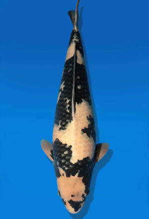 Koi Auktion Dainichi ShiroUtsuri Nisai MonaLisa female 60cm T13-2581