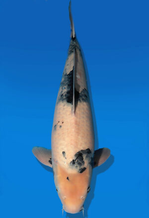 Koi Auktion Dainichi ChaUtsuri Nisai BlackMonroe male 55cm T13-2582