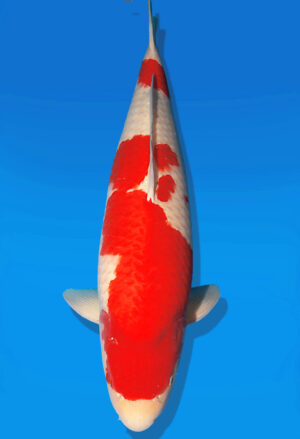 Koi Auktion Dainichi Kohaku Nisai SuperRikidozan male 60cm T13-2596