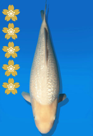 Koi Auktion Dainichi GinrinWhiteKarashi JumboTosai WhiteMonkey - 48cm T13-2611