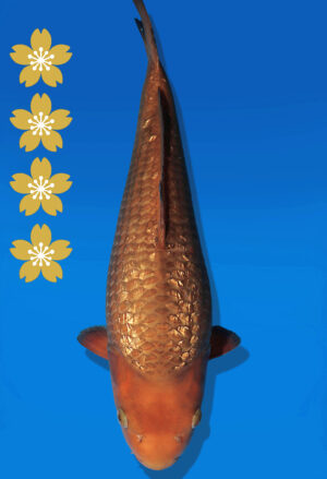 Koi Auktion Dainichi GinrinChagoi JumboTosai BrownMonkey - 43cm T13-2612
