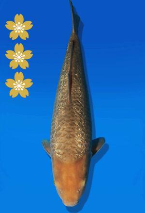 Koi Auktion Dainichi Karashigoi JumboTosai YellowMonkey - 45cm T13-2614