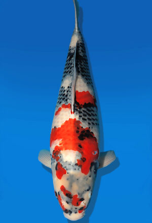 Koi Auktion Dainichi Showa Nisai MonaLisa female 57cm T13-2583