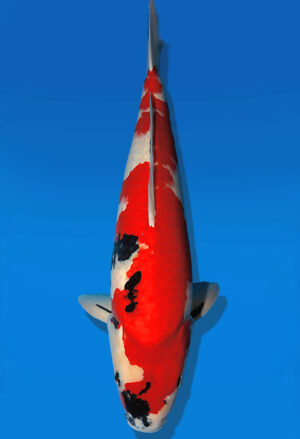 Koi Auktion Dainichi Showa Nisai Monroe female 60cm T14-2584