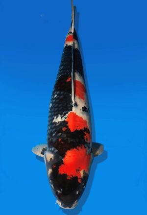 Koi Auktion Dainichi Showa Nisai BlackMonroe female 65cm T14-2598