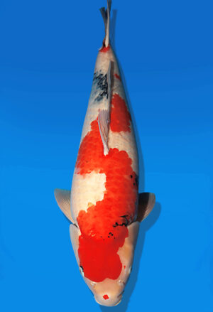 Koi Auktion Dainichi Showa Nisai BlackMonroe female 68cm T14-2599