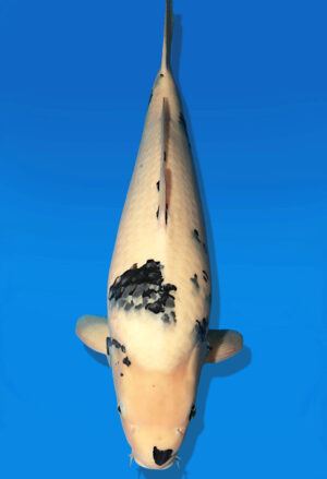 Koi Auktion Dainichi ShiroUtsuri Nisai Monroe female 63cm T14-2600