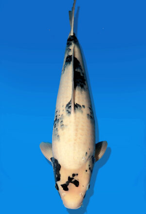 Koi Auktion Dainichi ShiroUtsuri Nisai BlackMonroe male 61cm T14-2601