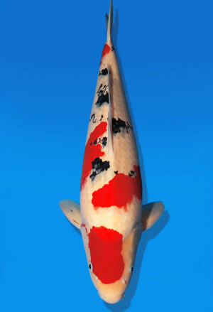 Koi Auktion Dainichi Sanke Nisai Mr.Big male 52cm T14-2602