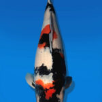 Koi Auktion Dainichi Showa Nisai Monroe female 65cm T14-2586