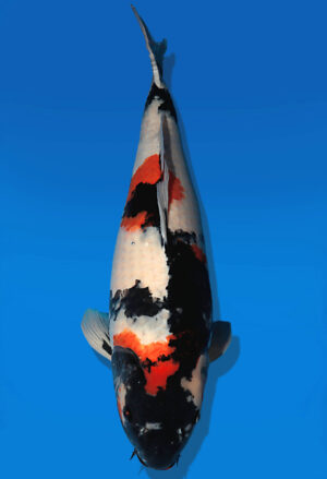 Koi Auktion Dainichi Showa Nisai Monroe female 65cm T14-2586