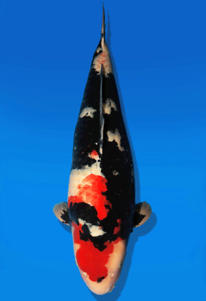 Koi Auktion Dainichi Showa Nisai MonaLisa female 67cm T14-2603