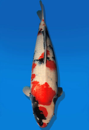 Koi Auktion Dainichi Showa Nisai Monroe female 67cm T14-2585