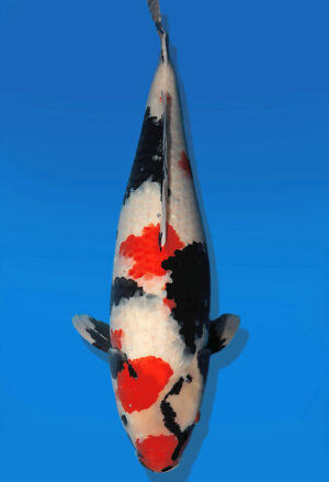 Koi Auktion Dainichi Showa Nisai MonaLisa female 64cm T14-2606