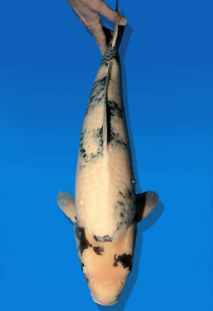 Koi Auktion Dainichi ShiroUtsuri Nisai BlackMonroe male 64cm T14-2604