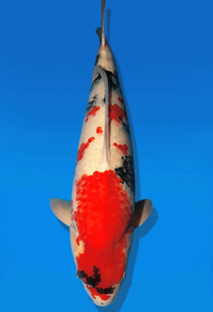 Koi Auktion Dainichi Showa Nisai MonaLisa male 70cm T14-2605