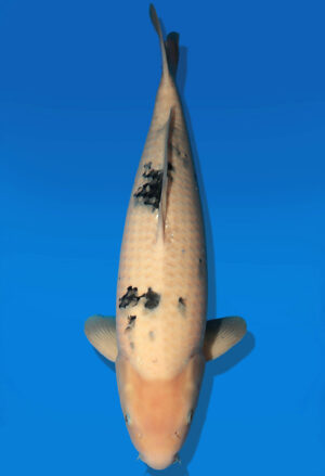 Koi Auktion Dainichi Bekko Nisai Mr.Big male 60cm T14-2607