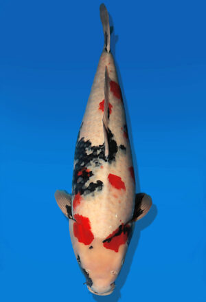 Koi Auktion Dainichi Showa Nisai MonaLisa female 62cm T14-2608