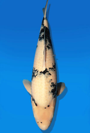 Koi Auktion Dainichi ShiroUtsuri Nisai MonaLisa male 62cm T14-2609