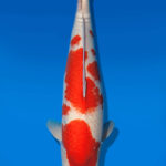 Koi Auktion Dainichi Kohaku Nisai SuperRikidozan female 63cm T14-2844