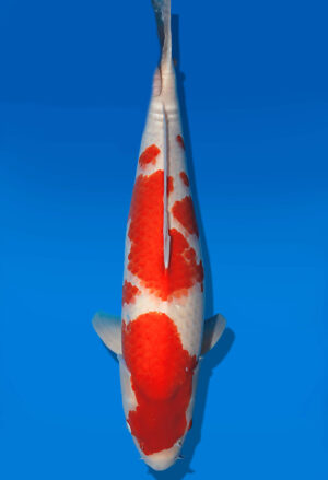 Koi Auktion Dainichi Kohaku Nisai SuperRikidozan female 63cm T14-2844