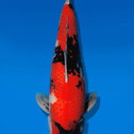 Koi Auktion Dainichi Showa Nisai WhiteMonroe female 65cm T14-2846