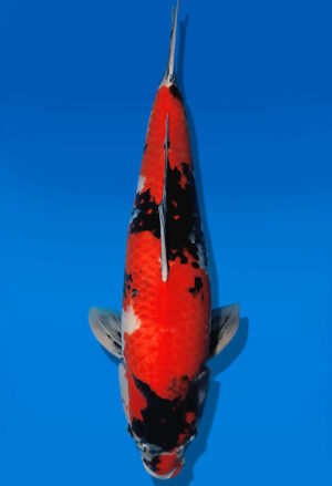 Koi Auktion Dainichi Showa Nisai WhiteMonroe female 65cm T14-2846