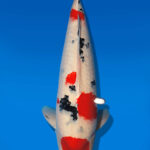 Koi Auktion Dainichi Sanke Nisai MSankeJr. male 57cm T14-2845