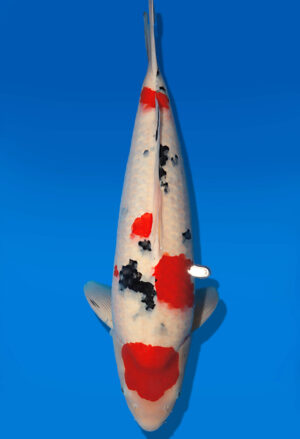 Koi Auktion Dainichi Sanke Nisai MSankeJr. male 57cm T14-2845