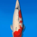Koi Auktion Dainichi Sanke Nisai MSankeJr. female 62cm T14-2847