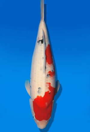 Koi Auktion Dainichi Sanke Nisai MSankeJr. female 62cm T14-2847