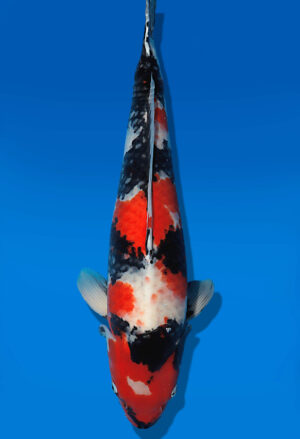 Koi Auktion Dainichi Showa Nisai BlackMonroe female 64cm T14-2848