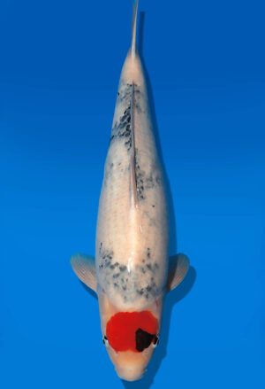 Koi Auktion Dainichi Showa Nisai BlackMonroe female 60cm T14-2849