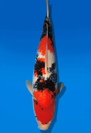 Koi Auktion Dainichi Showa Nisai Monroe female 62cm T14-2850