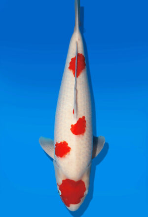 Koi Auktion Dainichi Kohaku Nisai RedTiger female 60cm T14-2829