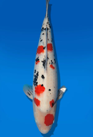 Koi Auktion Dainichi Sanke Nisai MSankeJr. male 57cm T14-2830